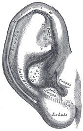 Outer Ear Anatomy