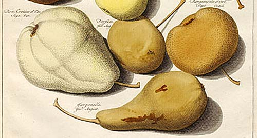 Pears - illustration by Johann Knoop, 1771