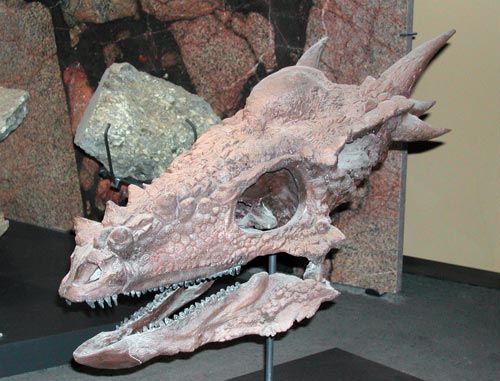 Stygimoloch Spinifer skull