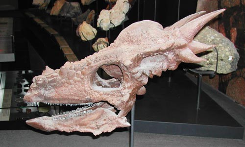 Stygimoloch spinifer skull