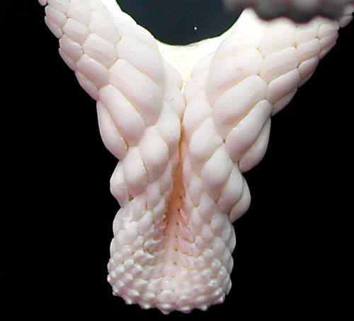 Heterodontus Portusjacksoni shark jaw close-up