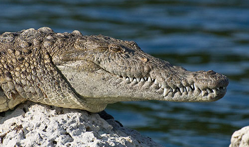 Crocodile