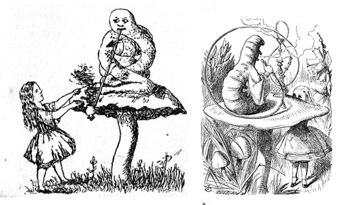 Alice and Caterpillar